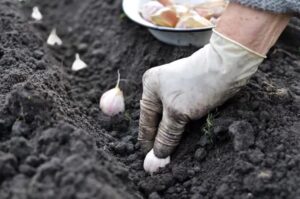 Секрети багатого врожаю: городники діляться порадами з замочування насіння