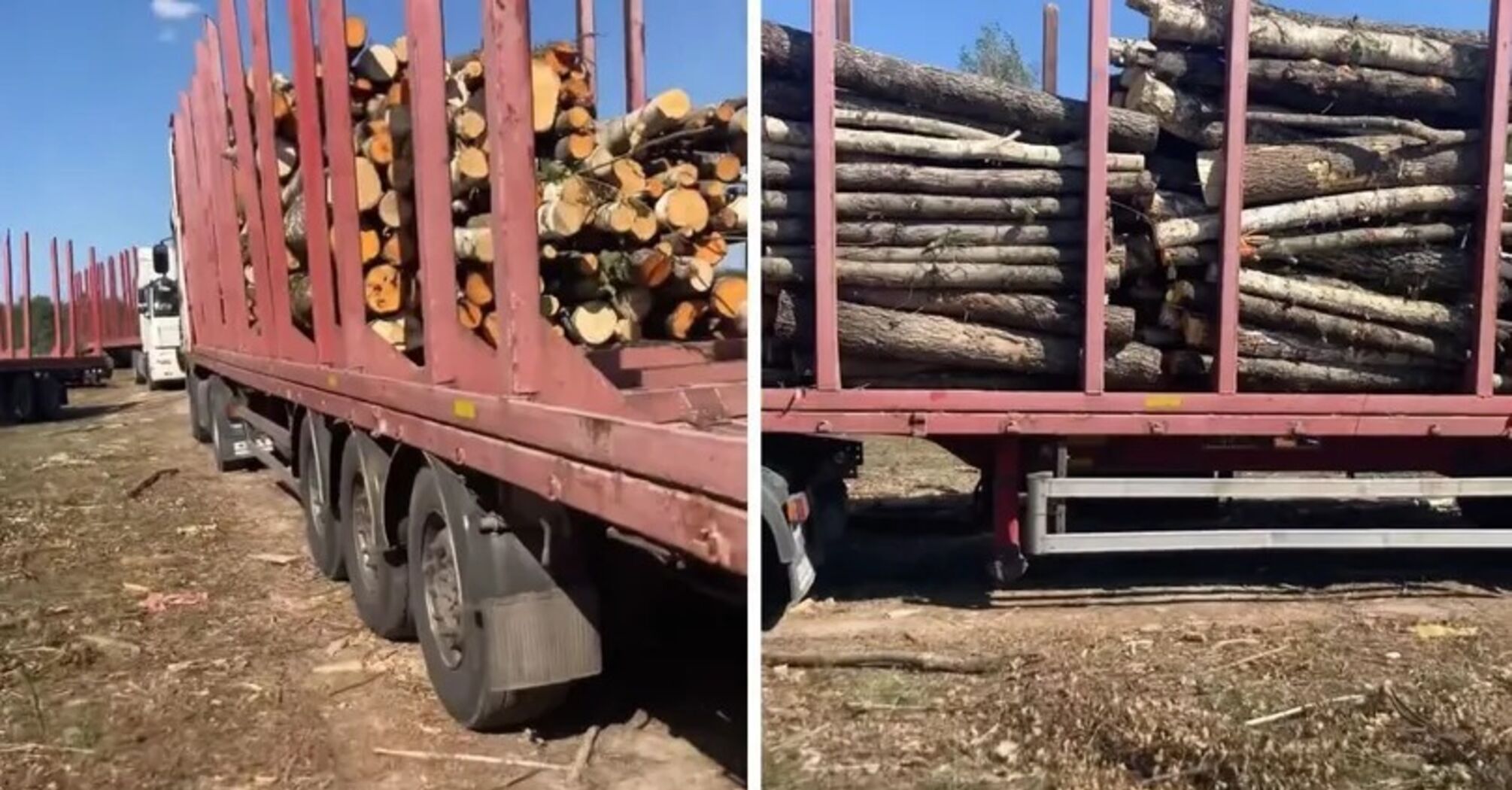 Чорні рубки на Житомирщині: підприємство з оточення керівника ГУНП не має дозволів на вирубку лісу – облрада