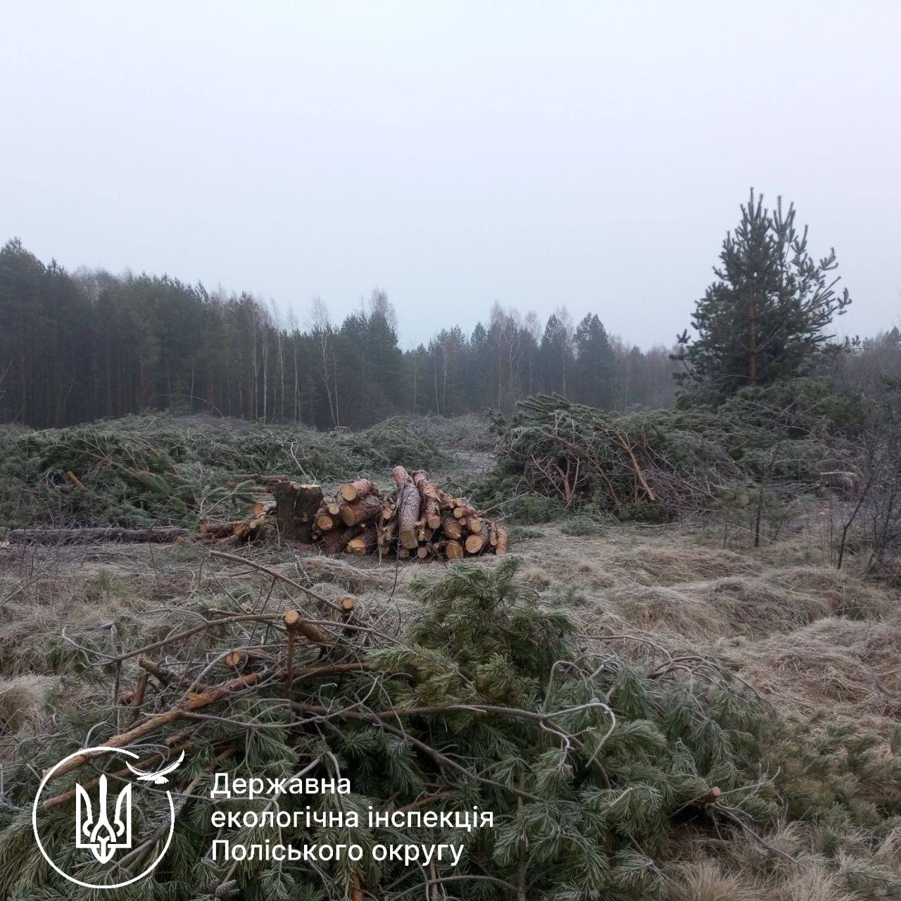 Практично 23 мільйони за вирубані ліси та забруднені території: на Житомирщині викривають серйозні екологічні правопорушення