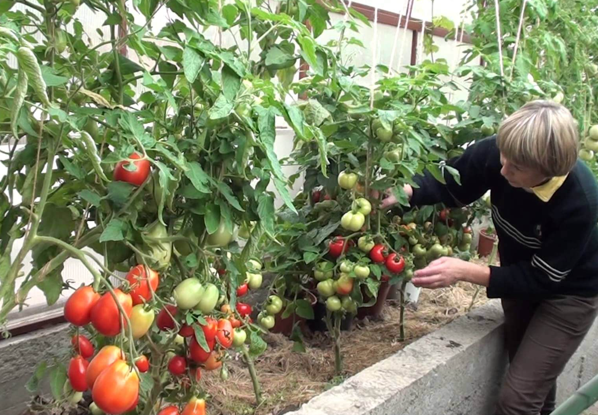 Як виростити великі та солодкі помідори за допомогою добрива з кухонних відходів