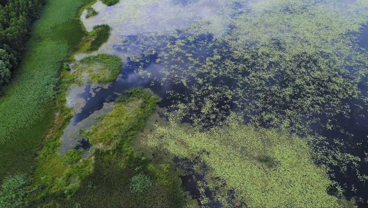 Цвітіння води у Дніпрі: причини та безпека води з кранів