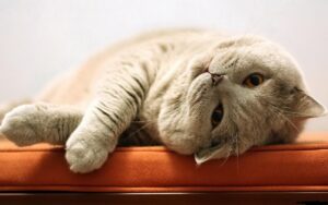 Маленькі психологи: чи здатні коти відчувати вашу смуток