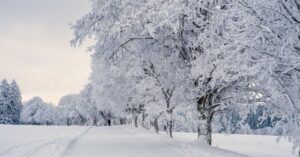 Прогноз погоди в Україні на 20 січня: холоди, туман і небезпечні дороги
