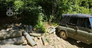 Незаконна вирубка лісу в закарпатському заповіднику: у ландшафтному парку завдано збитків на майже 6 мільйонів гривень
