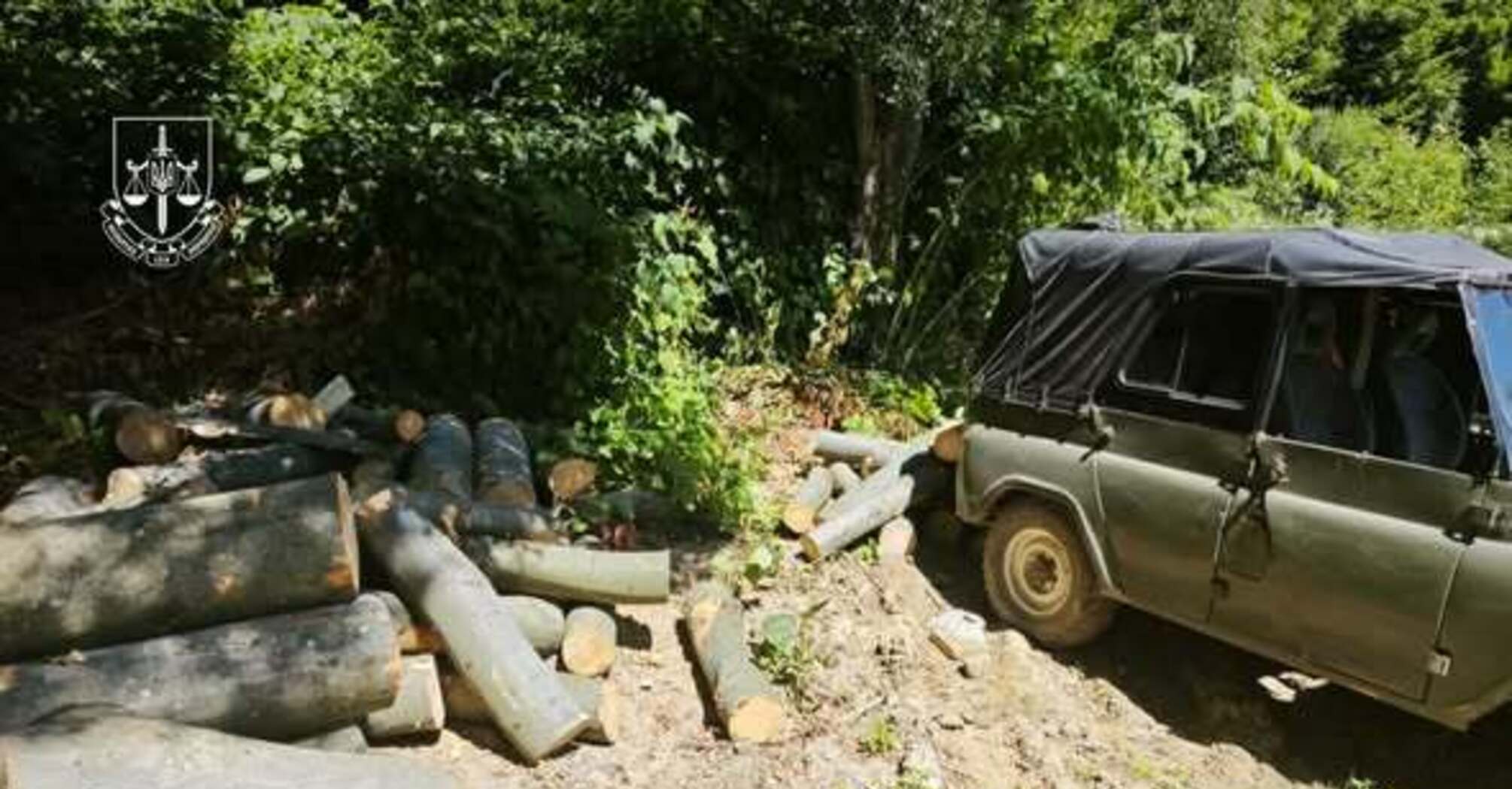 Незаконна вирубка лісу в закарпатському заповіднику: у ландшафтному парку завдано збитків на майже 6 мільйонів гривень