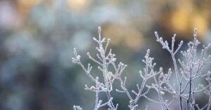 Морози до -25 °С та ожеледиця на дорогах: прогноз погоди в Україні на 1 лютого