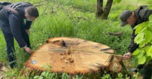 На Закарпатті виявили керівництво військового лісництва, причетне до незаконної вирубки на суму понад 1,5 млн грн